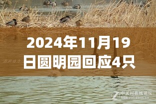 圓明園黑天鵝死亡事件揭秘,智能生態監測系統下的科技守護與挑戰