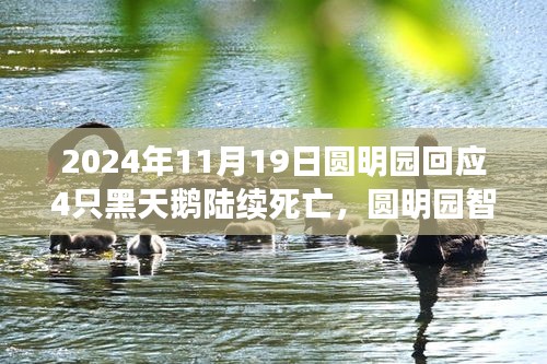 圓明園黑天鵝死亡事件揭秘,智能生態監測系統下的科技守護與挑戰