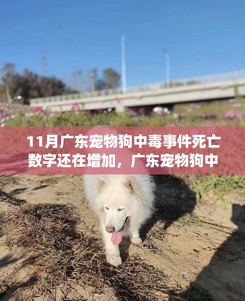廣東寵物狗中毒事件持續發酵,死亡數字增加,深度分析與個人觀點觀察