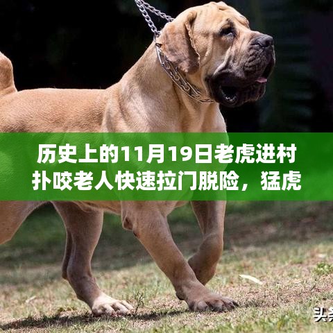 驚魂時(shí)刻與英勇脫險(xiǎn),猛虎進(jìn)村襲擊老人,快速拉門化險(xiǎn)為夷的傳奇故事