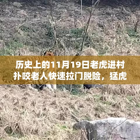 驚魂時(shí)刻與英勇脫險(xiǎn),猛虎進(jìn)村襲擊老人,快速拉門化險(xiǎn)為夷的傳奇故事