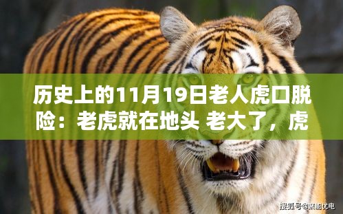 揭秘,歷史上11月19日老人虎口余生與生死對決的傳奇故事