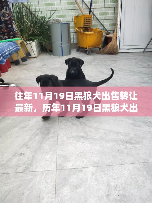 深度解析,歷年11月19日黑狼犬出售轉讓現象,某觀點立場與理由探討