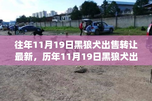 深度解析,歷年11月19日黑狼犬出售轉讓現象,某觀點立場與理由探討