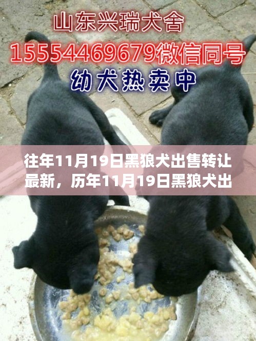 深度解析,歷年11月19日黑狼犬出售轉讓現象,某觀點立場與理由探討