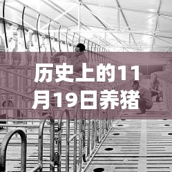 歷史上的11月19日,養豬場用地新政策解讀與操作指南,最新政策解讀及操作指南