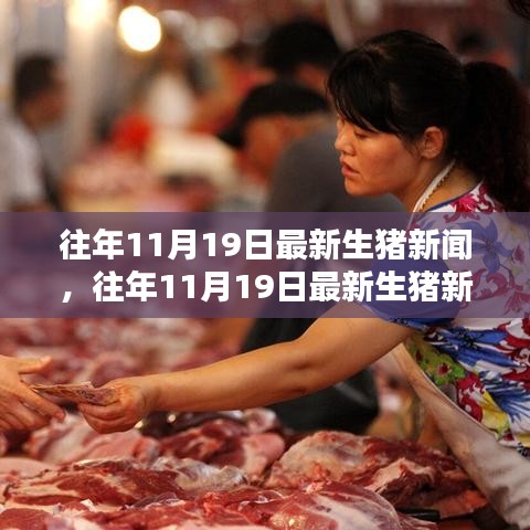 往年11月19日最新生豬新聞深度解析與介紹