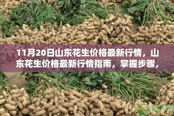 山東花生最新行情解析,掌握價格走勢,洞悉市場動態(11月20日)