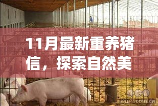 重養(yǎng)豬信,與自然美景的奇妙冒險之旅