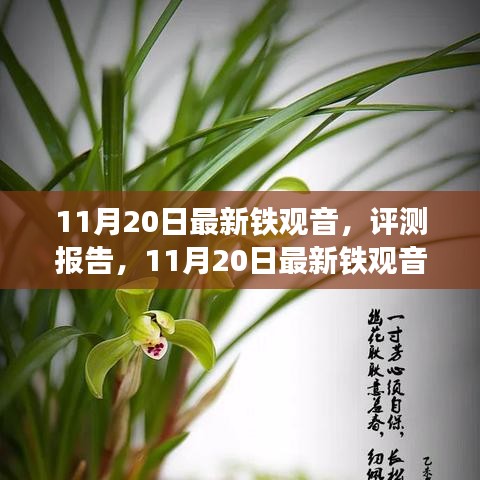 11月20日鐵觀音深度評測報告,品質(zhì)、體驗與市場對比解析