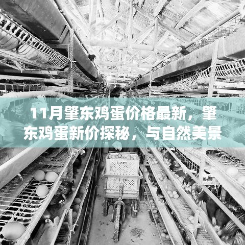 肇東雞蛋最新價格揭秘,自然美景與心靈平和之旅的雙重探尋