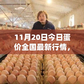 全國最新蛋價(jià)行情分析與展望，11月20日蛋價(jià)更新