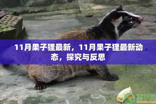 探究與反思,最新動態(tài)下的果子貍生存狀況觀察(11月最新資訊)