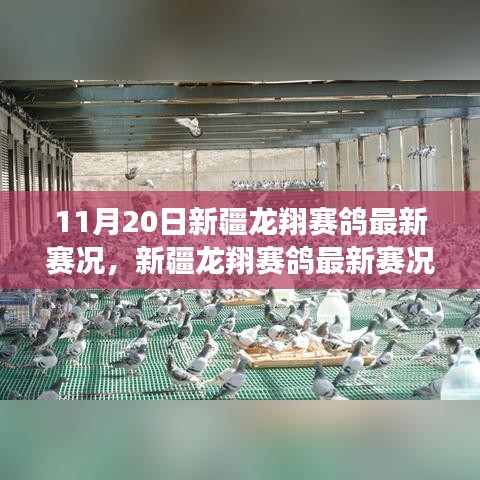 新疆龍翔賽鴿翱翔藍(lán)天，最新賽況與學(xué)習(xí)變化的力量與自信