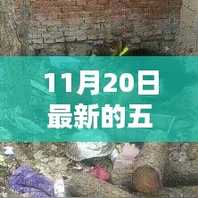 揭秘五夜片的魅力與最新動態，未知領域的探索之旅（以11月20日更新為例）