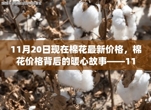 11月20日棉花最新價(jià)格背后的暖心故事