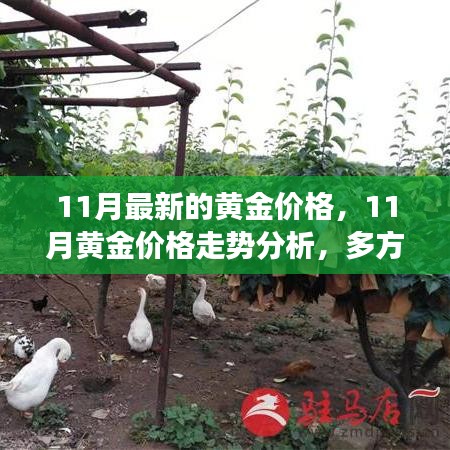 11月黃金價(jià)格走勢(shì)深度解析,多方觀點(diǎn)碰撞與個(gè)人立場闡述