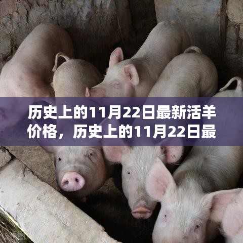 歷史上的11月22日活羊價格深度評測與介紹,最新價格及市場分析