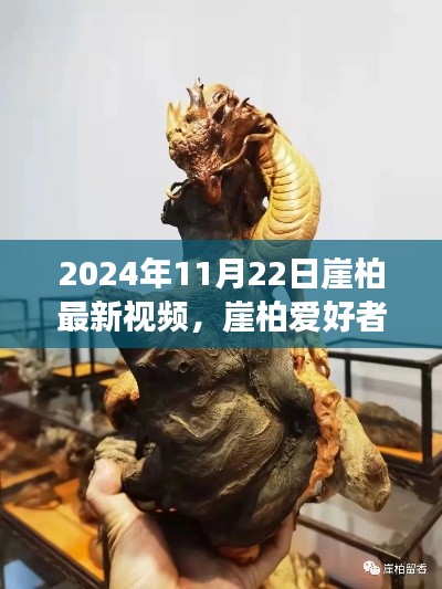 2024年崖柏最新視頻欣賞與解讀,獨(dú)家呈現(xiàn),崖柏愛(ài)好者必看