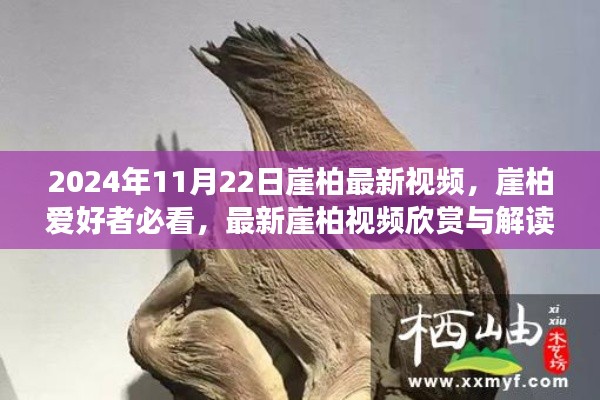 2024年崖柏最新視頻欣賞與解讀,獨家呈現,崖柏愛好者必看