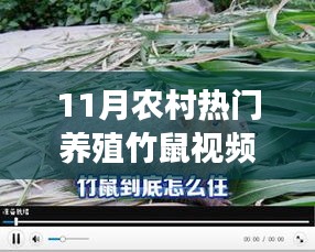 探秘農(nóng)村竹鼠樂園,揭秘熱門養(yǎng)殖竹鼠視頻背后的故事