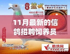 11月最新信鴿飼養員招聘,人才匹配與職業發展多維度探討
