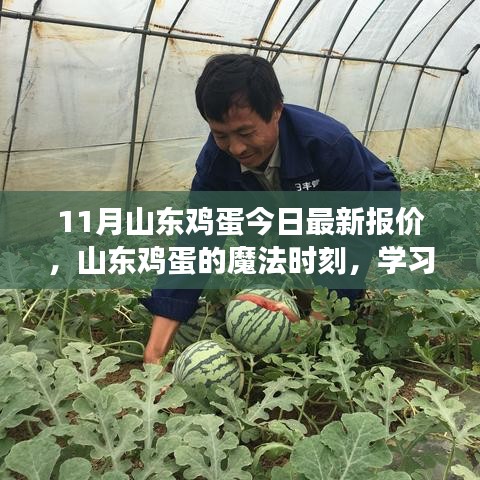 山東雞蛋最新報(bào)價(jià),點(diǎn)亮希望之光,成就夢想之路