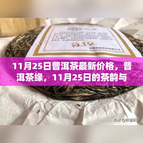 11月25日普洱茶最新價格,茶韻與溫情的邂逅
