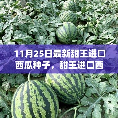 最新甜王進(jìn)口西瓜種子,感受成長(zhǎng)之甜與變化之力
