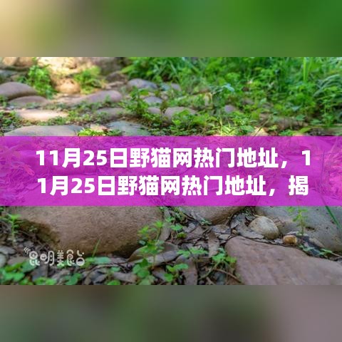 揭秘野貓網(wǎng)熱門地址背后的故事,背景、事件、影響與時代地位解析