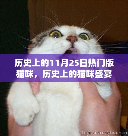 歷史上的貓咪盛宴,11月25日的璀璨篇章與貓咪盛宴回顧