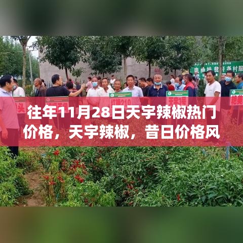 天宇辣椒熱門價格揭秘,昔日價格風云回顧與影響分析