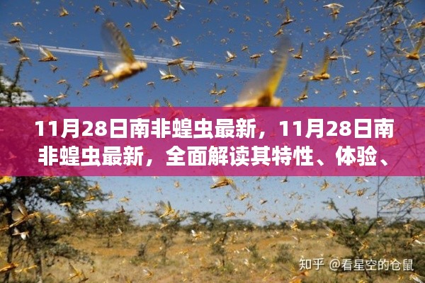 11月28日南非蝗蟲最新動態，全面解析特性、體驗、競品對比及用戶群體分析