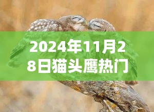 貓頭鷹熱門(mén)趨勢(shì)揭秘,進(jìn)階指南與捕捉貓頭鷹愛(ài)好者趨勢(shì)(初學(xué)者版,以2024年11月28日為例)