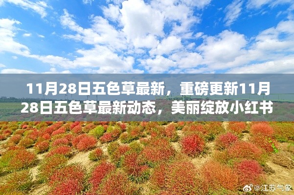 11月28日五色草最新動態,美麗綻放小紅書,重磅更新揭秘