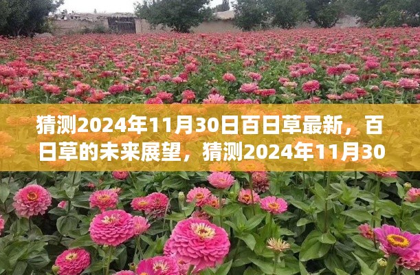 百日草的未來展望,揭秘2024年百日草最新動態與未來趨勢分析
