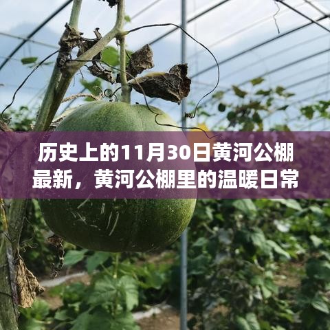 黃河公棚，溫暖日常與趣事情感紐帶的記錄——11月30日最新篇章