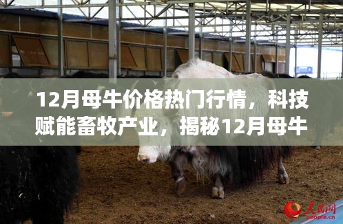 揭秘科技賦能畜牧產業,12月母牛價格行情智能分析系統前沿功能與體驗報告