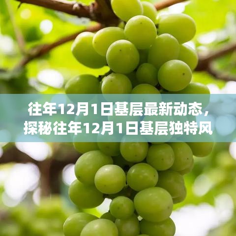 揭秘往年12月1日基層動(dòng)態(tài)，巷弄深處的獨(dú)特風(fēng)情與隱藏瑰寶