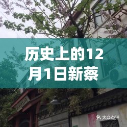 探秘新蔡檀香園,巷弄深處的獨特風情,揭秘十二月最新動態