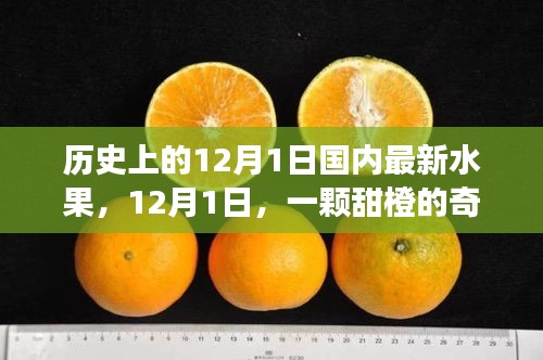 暖心故事，甜橙奇遇記——紀念歷史上的12月1日國內最新水果