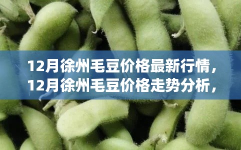 徐州毛豆行情解析,最新價格走勢與解讀