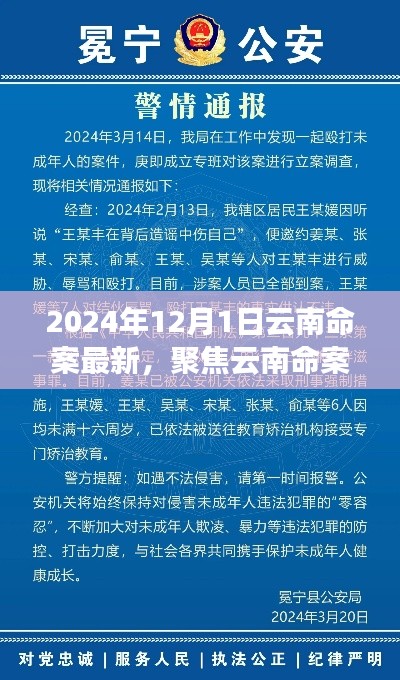 聚焦云南命案,最新進展與深度解讀(2024年12月版)