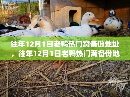 往年12月1日老鴨熱門窩備份地址現(xiàn)象背后的多元解讀分析