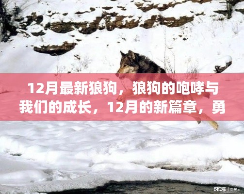 12月狼狗咆哮,勵志成長之旅,勇敢追夢的新篇章