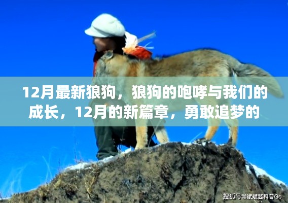12月狼狗咆哮,勵志成長之旅,勇敢追夢的新篇章