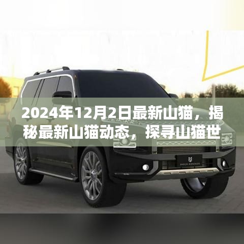 揭秘山貓新動態，探尋山貓世界在年末的神秘面紗（2024年12月）