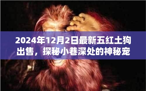 最新五紅土狗出售紀(jì)實(shí),探秘神秘寵緣,尋找獨(dú)一無(wú)二的紅土狗樂(lè)園