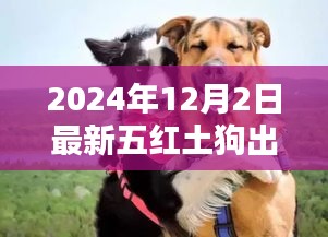最新五紅土狗出售紀實,探秘神秘寵緣,尋找獨一無二的紅土狗樂園