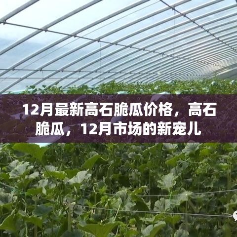 12月高石脆瓜價格與市場熱度揭秘,新寵兒的魅力所在